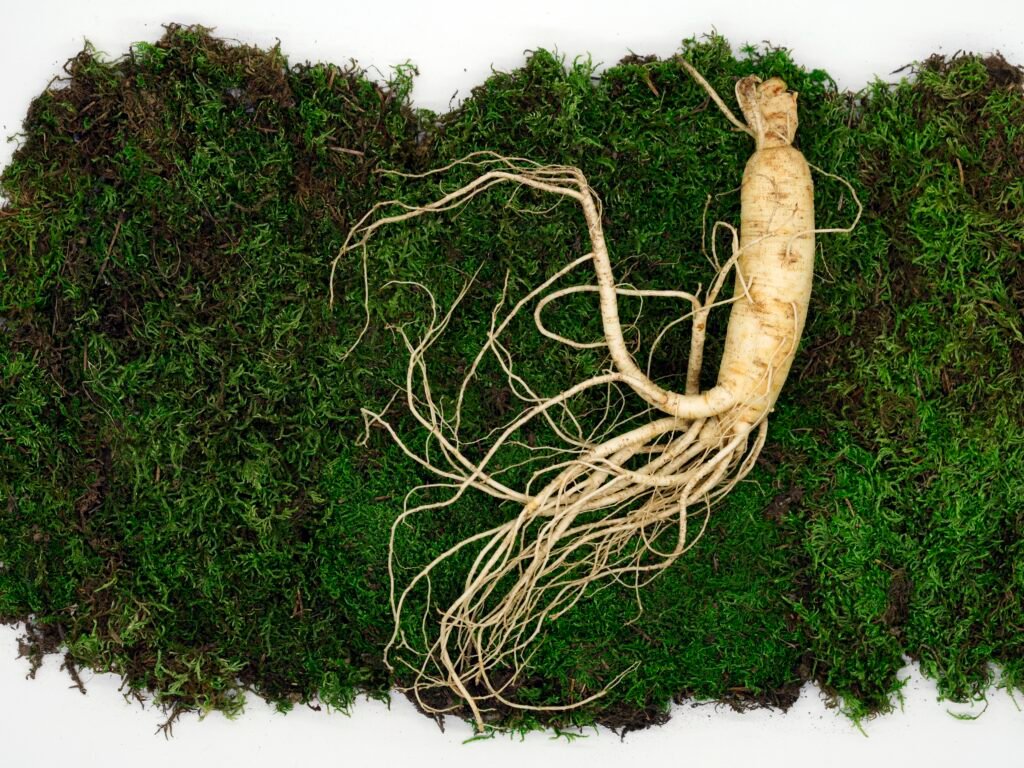 Tongkat ali root and supplement capsules linked to tongkat ali benefits