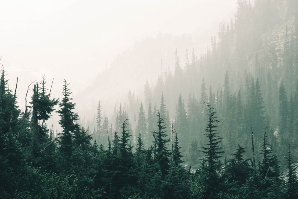 Fog settling over a pine forest