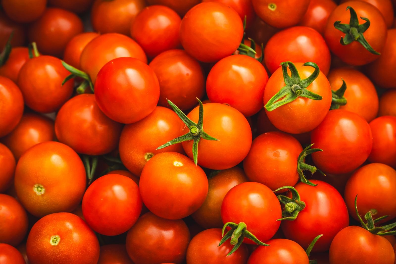 Fresh red cherry tomatoes on the vine
