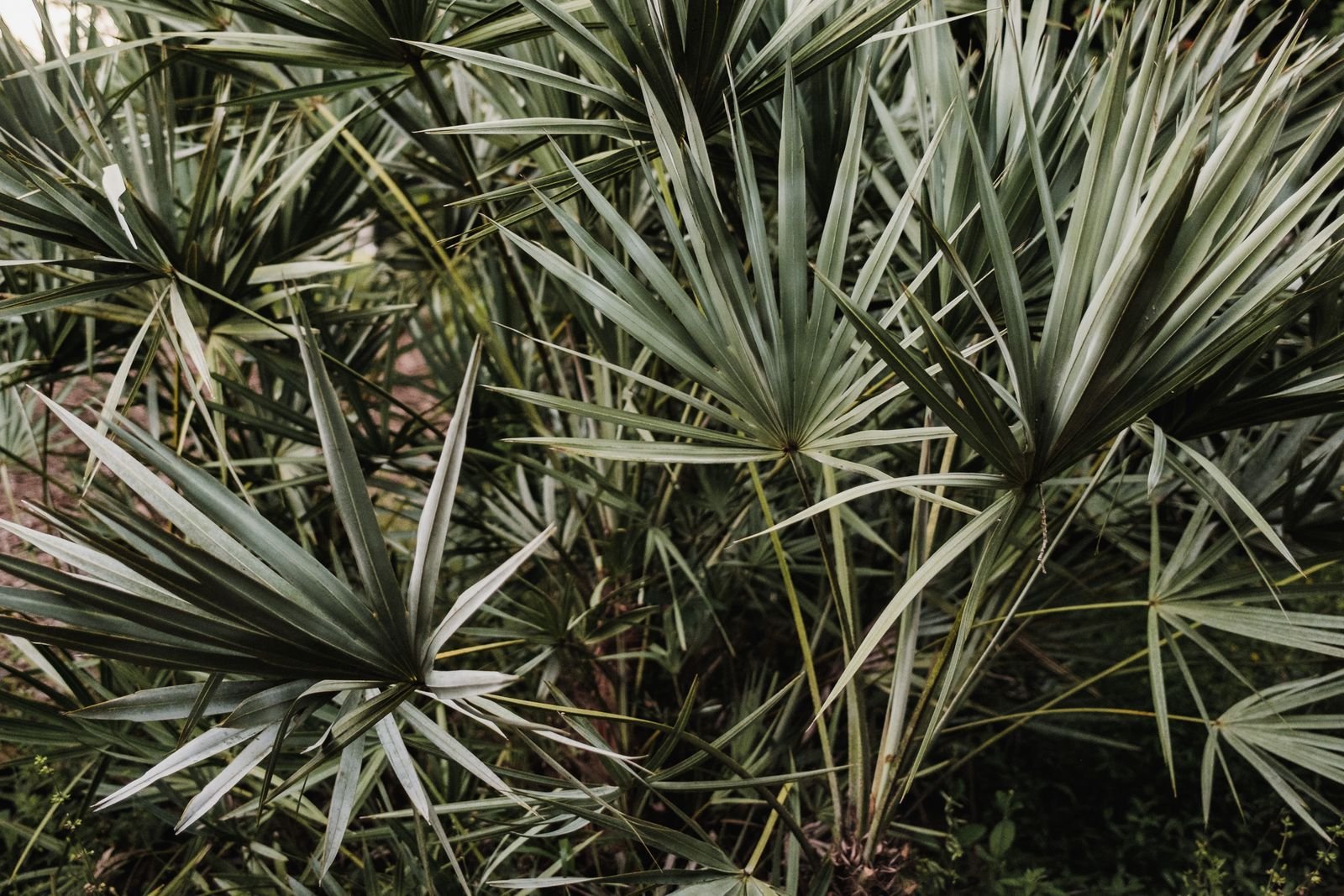 Green palmetto fan leaves