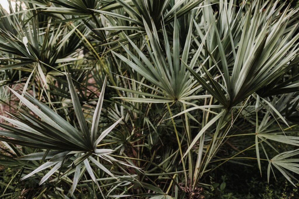 Saw palmetto plants growing in the wild