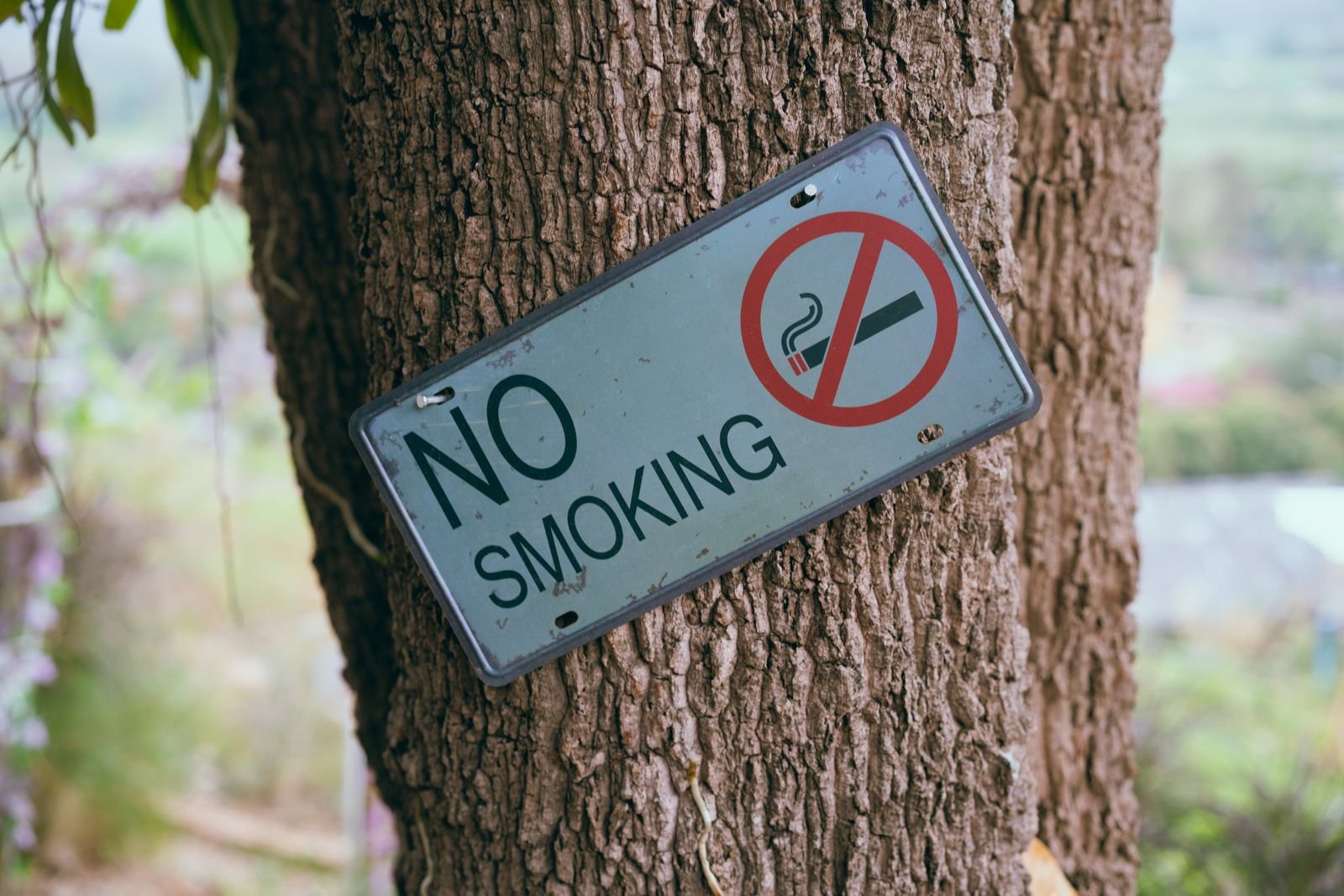 No smoking sign fixed to a tree